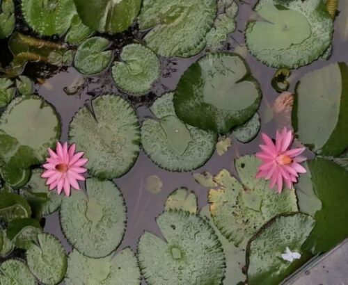 WhatsApp Image 2025-11-20 at 11.01.28 AM (1)