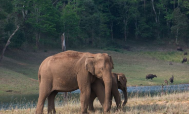 Kerala Backwaters and Wildlife Tour