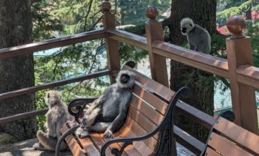 Delhi to Shimla Manali: Kufri Solang Tour 6N/7D